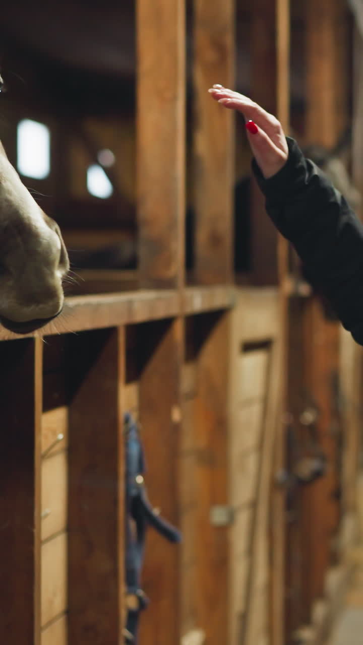 Trustful horse smells hand of woman looking out of hole in wooden stall. Young female person enjoys interacting with animal in stable closeup