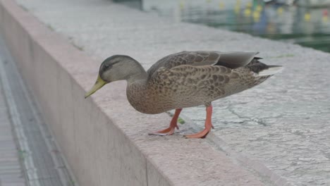 slowmotion of a duck jumping down a gap while searching for something to eat in the center of riva del garda