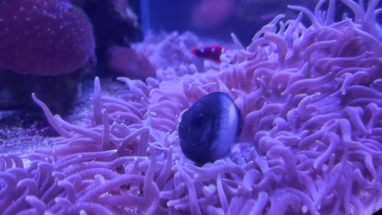 Masked angelfish chasing away a smaller masked angelfish. Territorial and aggressive behaviors. Tropical Saltwater Reef Aquarium In Maui, Hawaii