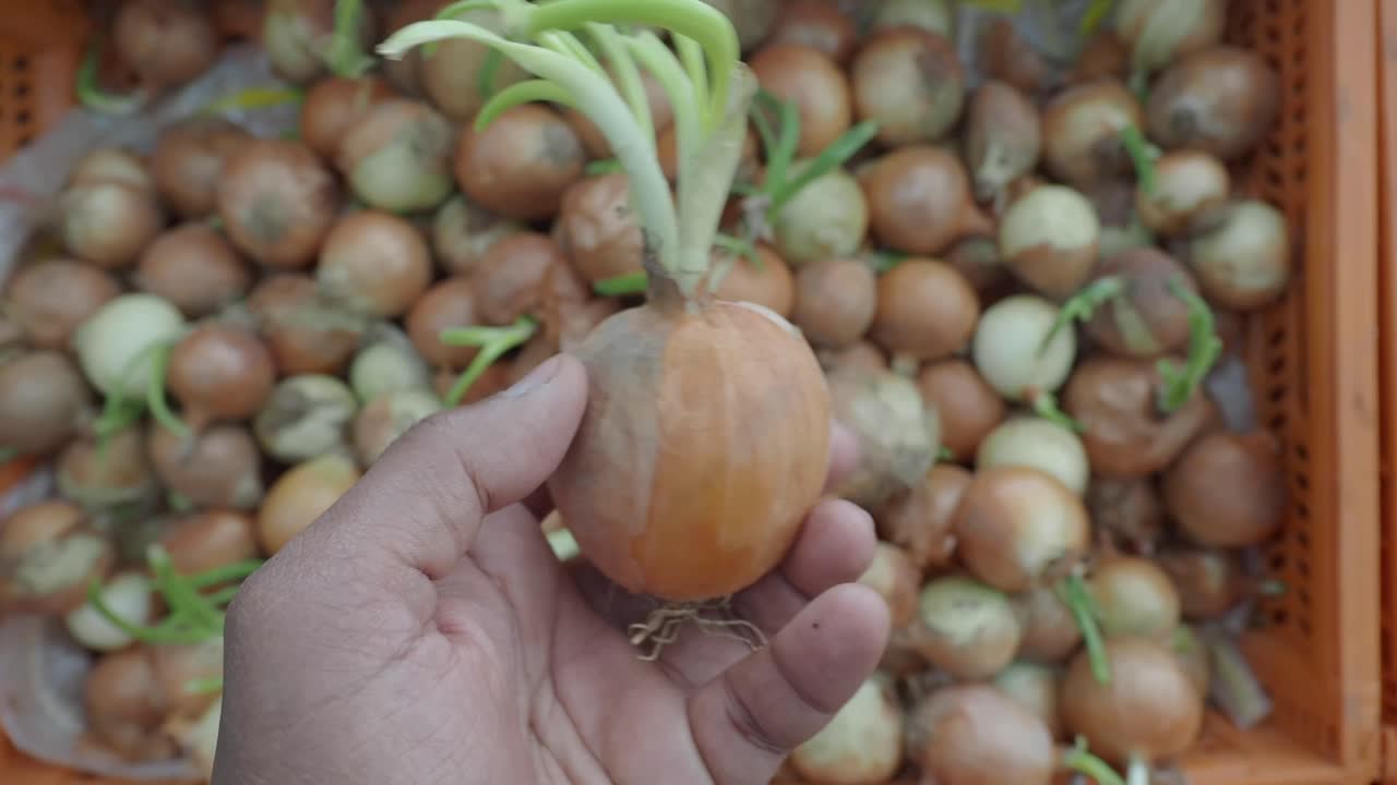 Hand holding onion bulb with sprouts, surrounded by other onions