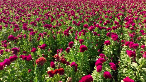 imágenes aéreas de un campo de flores de terciopelo, viajando a través de los cultivos