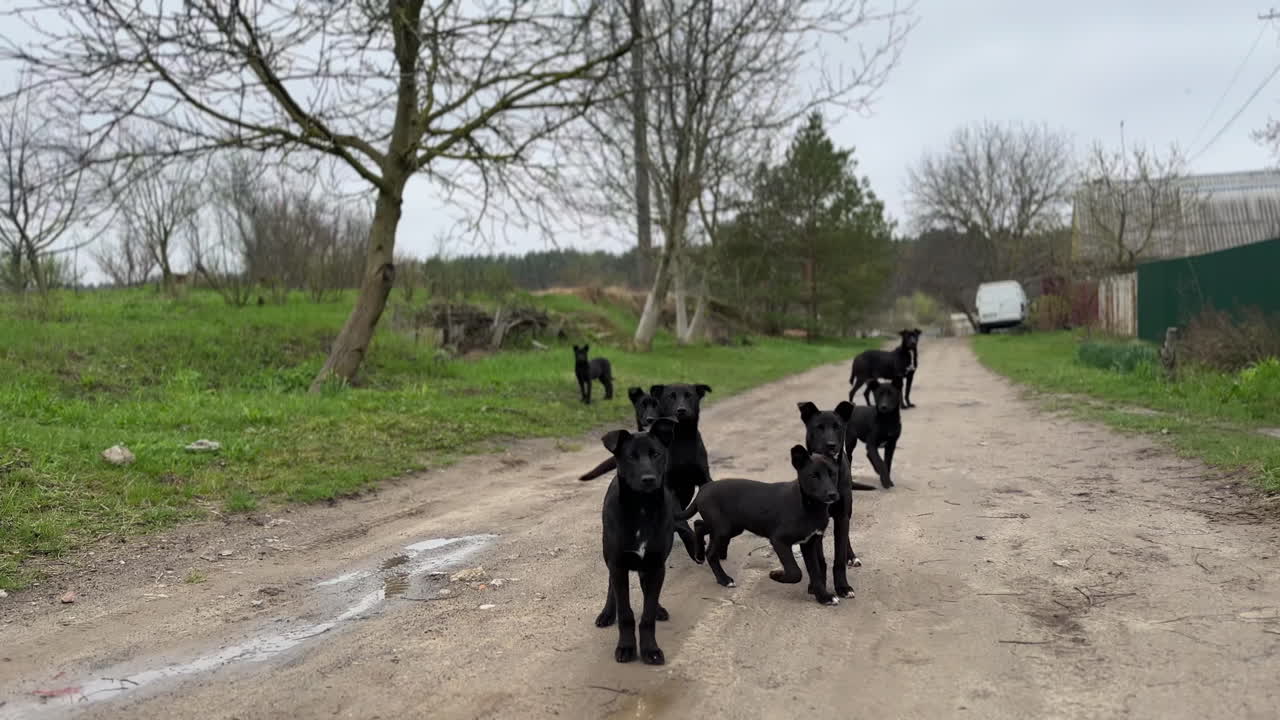 Black and white puppies little bit scared of the camera, jumping away. Cute doggy pack on the ground road.