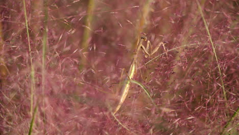 Mantis-Religiosa-En-Caza-De-Camuflaje-Rojo-Marrón-Encaramada-En-Muhlenbergia-Capillaris-O-Hierba-Muhly-Rosa-Floreciente---Gire-La-Cabeza