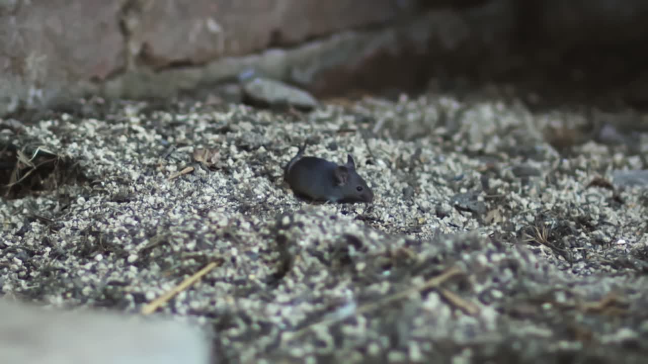 dos ratones buscan comida en la casa