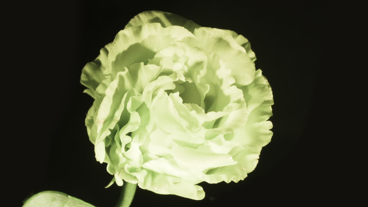 una rosa como el lisianthus, la flor de la paz, que florece con delicados pétalos - hd cerca