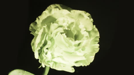 rose like lisianthus, the peace flower, blooming delicate petals - hd close up