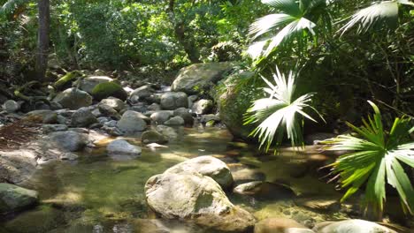 Sun-dappled-stream-flowing-through-the-verdant-jungle-of-Minca,-Colombia,-with-tranquil-waters-and-lush-foliage