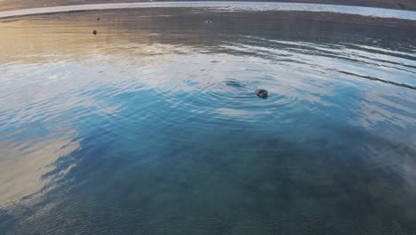 following a curious seal as they swim and splash through calm ocean ripply water, drone aerial in arctic sea iceland