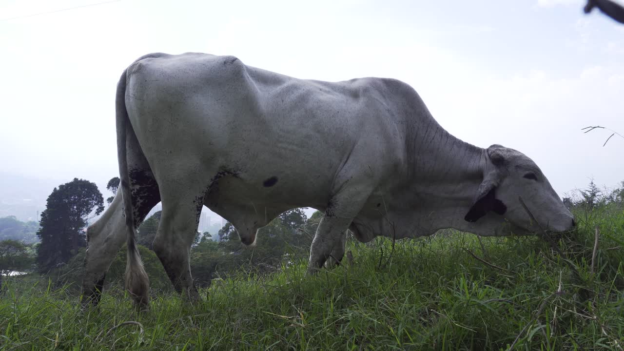 Banteng putih makan dan mengibaskan ekornya.
