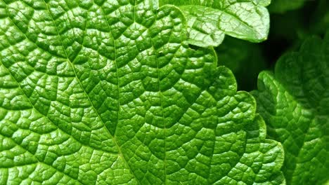 Makro-Baum-Blatt-Textur-Schieberegler-Aufnahme