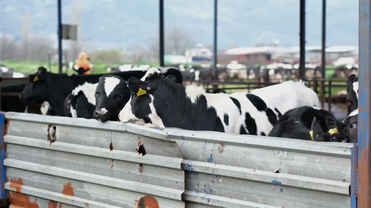 Cows in a Barn on a Dairy Farm