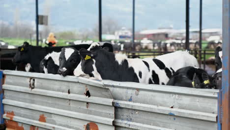 cows in a barn on a dairy farm