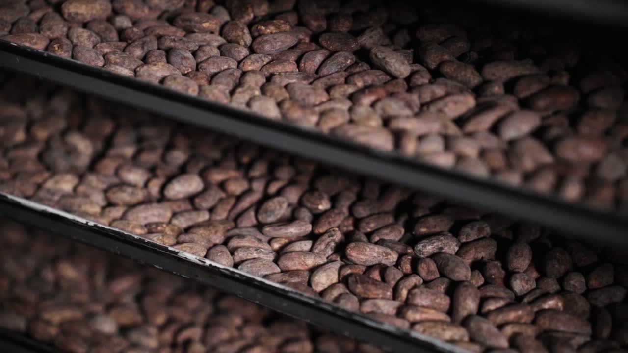 Cocoa Beans on Drying Trays