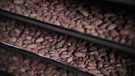cocoa beans on drying trays