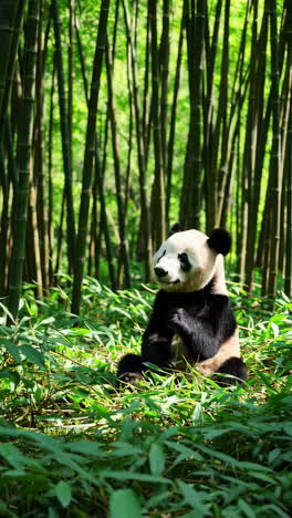 el panda comiendo bambú.
