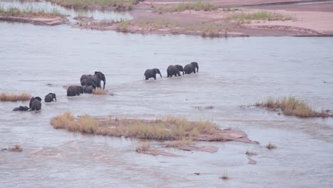 manada de elefantes africanos llegando a la orilla del río después de cruzar un amplio arroyo