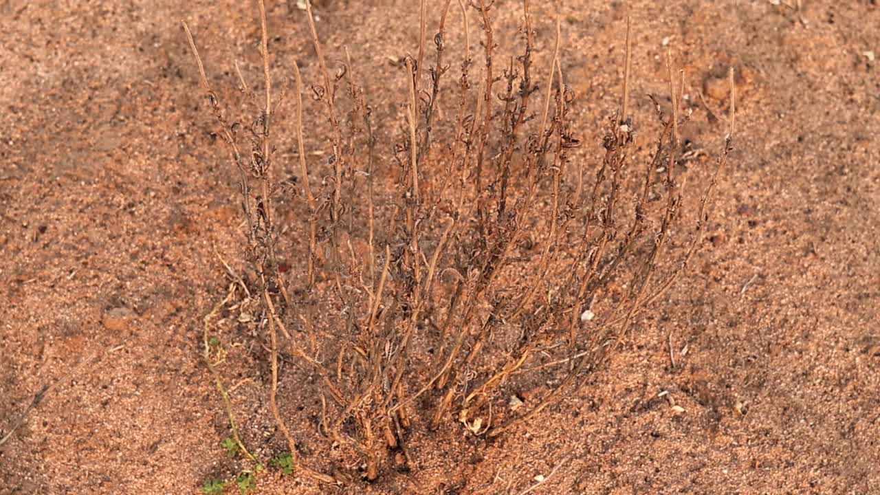 sequía prolongada en áfrica: plantas muertas, suelo agrietado y tierra estéril, destacando el cambio climático severo