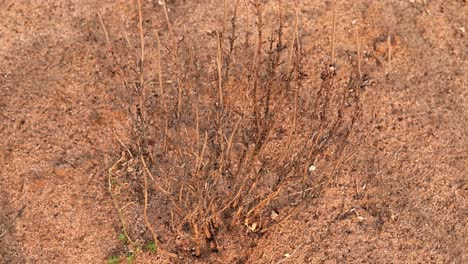 prolonged drought in africa: dead plants, cracked soil, and barren land, highlighting severe climate change