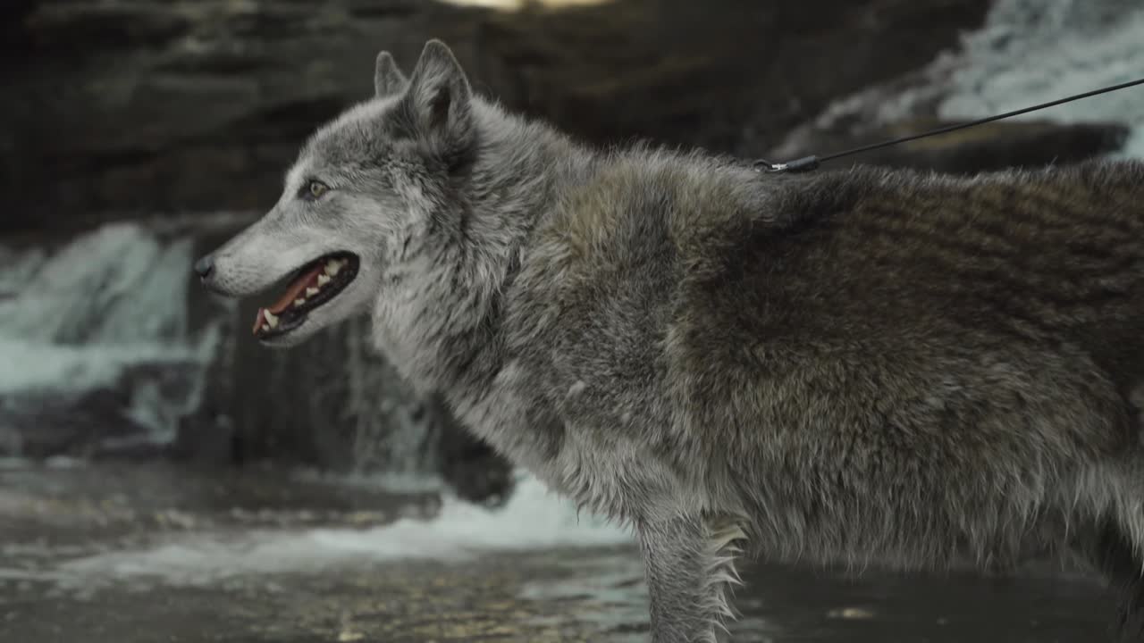 A leashed gray wolf glances back with a calm, focused gaze, standing by a rushing waterfall — an arresting mix of wild instinct and quiet control.