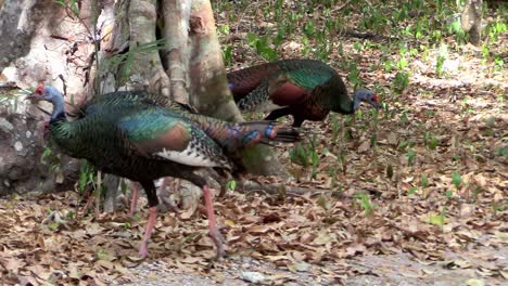 pavos oscilantes deambulan por el bosque 1