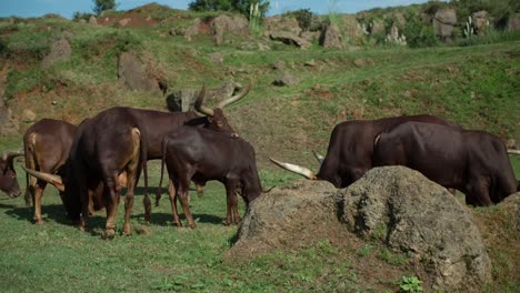 Ankole-Beleidigungen-00