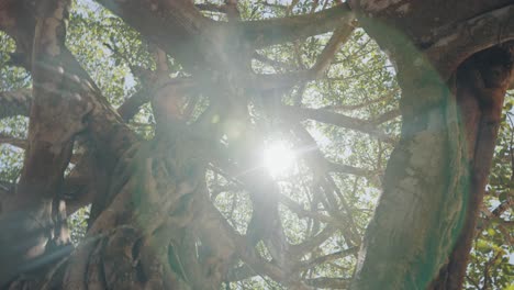 Creative-shot-up-old-gnarly-tree-in-South-American-rainforest