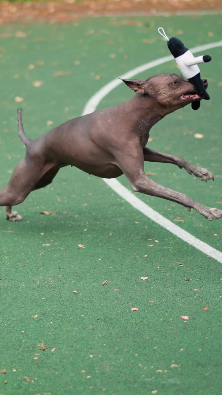 Hairless dog runs across green court with white lines. Wooden bench appears briefly in background beyond path. Background shows blurred vegetation beyond fenced enclosure