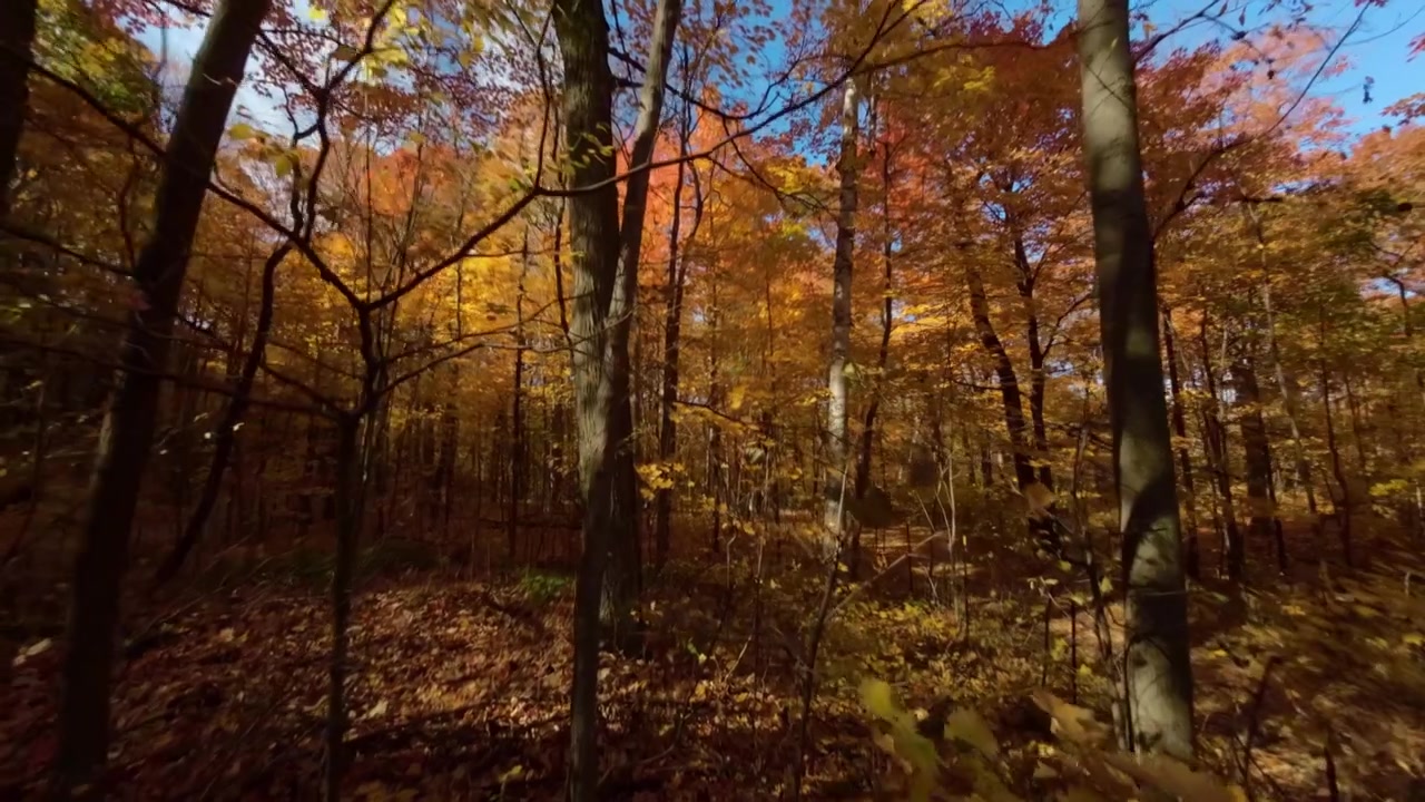 Terbang Melintasi Pepohonan Musim Gugur di Taman Mount Royal, Montreal, Quebec, Kanada. Rekaman FPV.