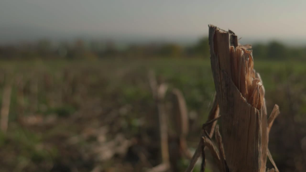 Broken corn with a cornfield in the background