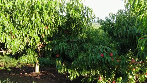 Low-aerial-truck-shot-reveals-peaches-on-trees-ready-for-harvest