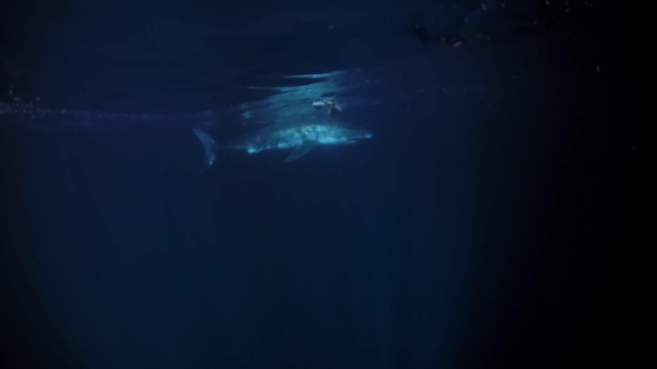 밤 해왕성 섬 사우스 오스트레일리아 4k 75fps의 백상아리