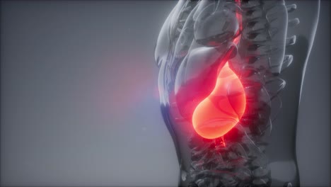 human stomach radiology exam