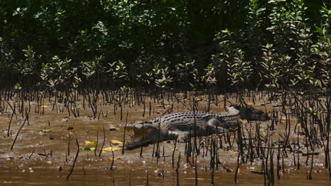 saltwater crocodile sunbathing in a mangrove river