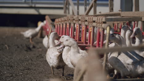 ducks in an outdoor chicken coop