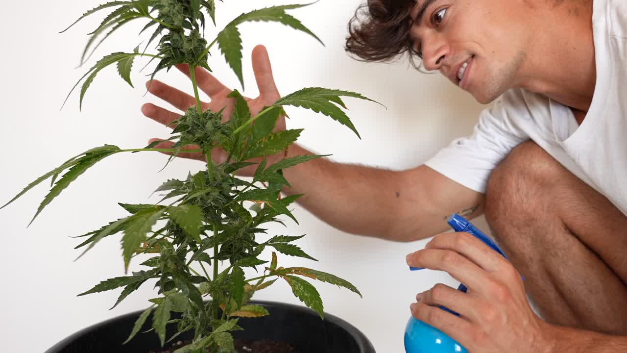 집에서 대마초 식물을 돌보고 살포하는 아름다운 백인 남자