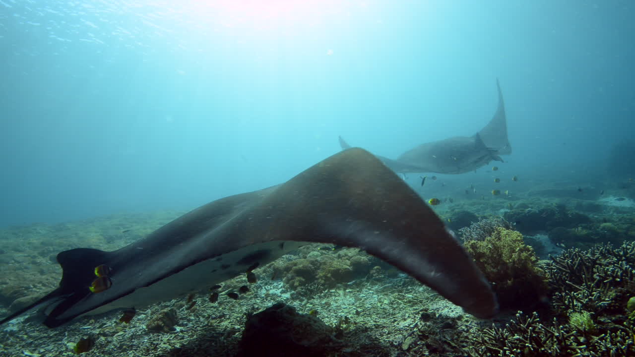 mantarraya nadando cerca del arrecife en bali