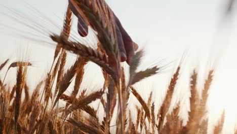 man walking through wheat field and touching it with hand, slow motion