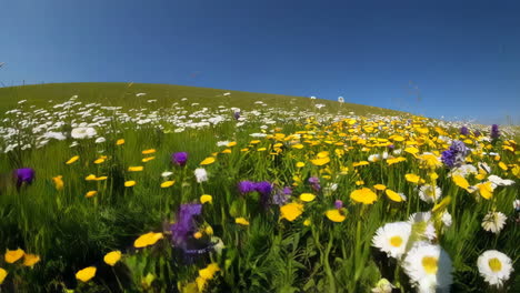 beautiful meadow flowers in spring