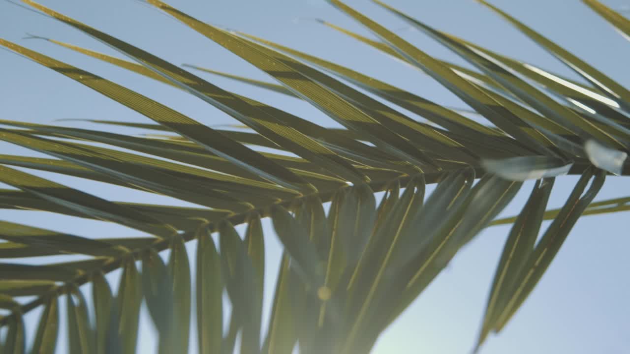Pan shot, of a tropical palm leaf, in slow motion, from below, the sun shines through the palm leaf, that blows in the wind, in the midday sun, in the summer, in the Wilhelma, in Stuttgart, in Germany