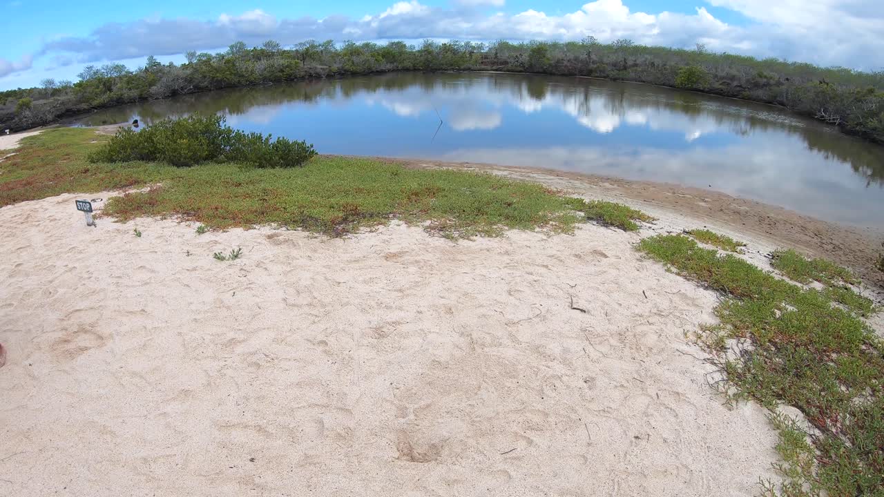 A small lake surrounded by green plants, white sand and trees in an island of the Galapagos islands. White clouds and blue skies on the back
