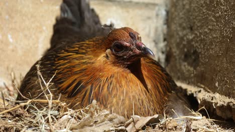 gallina de pollo sentada todavía - anidación, primer plano extremo