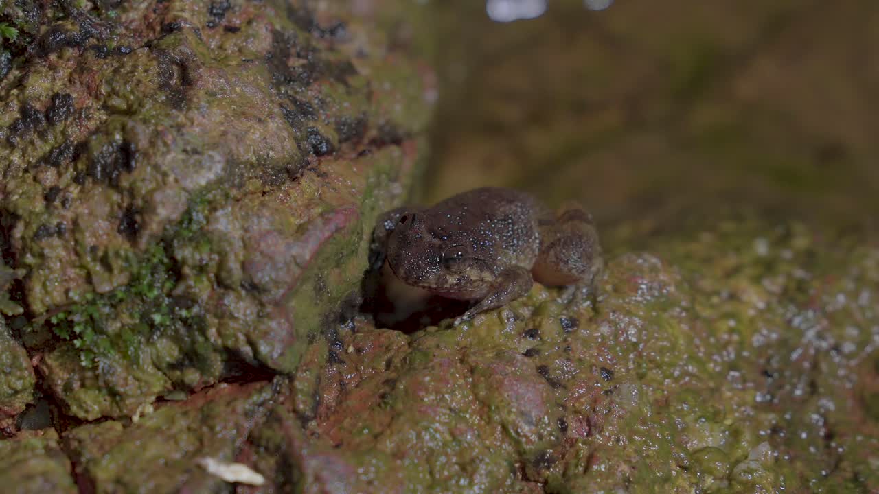 rana del arroyo de kuhl sentada en una roca cerca del agua del arroyo de montaña que fluye en el bosque