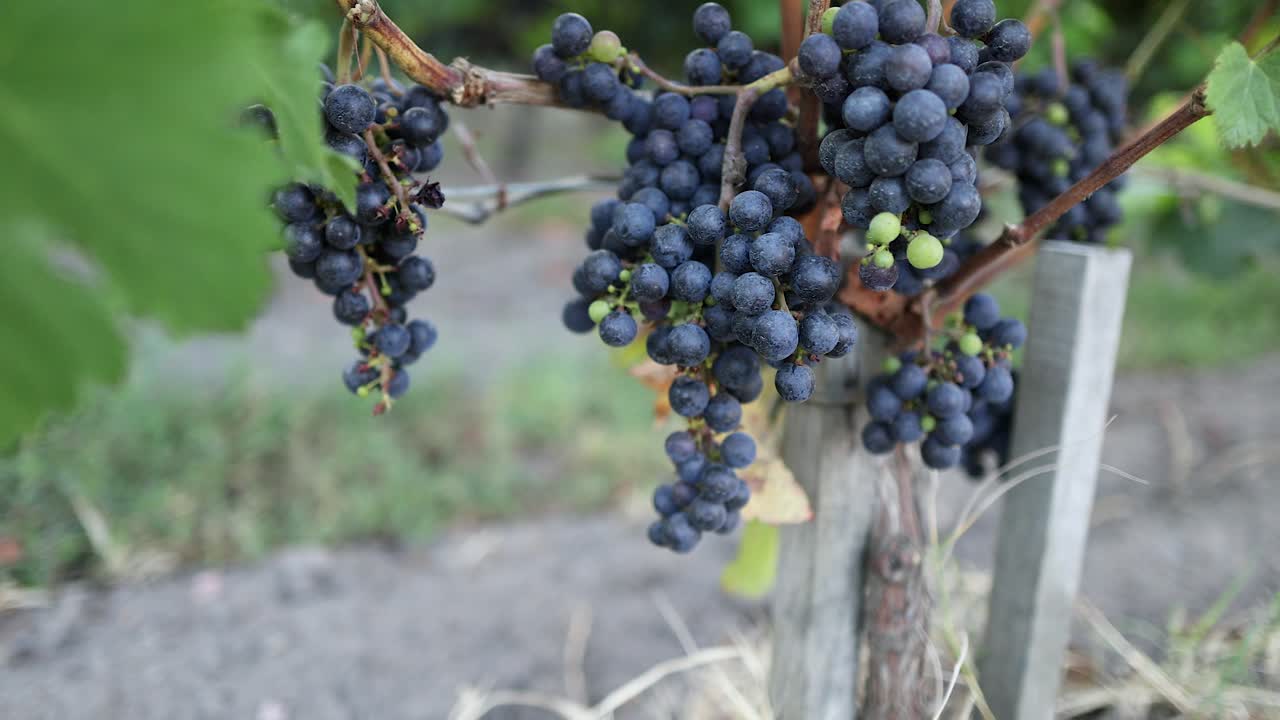 primer plano de las uvas que maduran en la vid