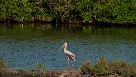mirando hacia la izquierda mientras está de pie en el agua en un bosque de manglares entonces un pájaro vuela hacia la izquierda, cigüeña pintada mycteria leucocephala, tailandia