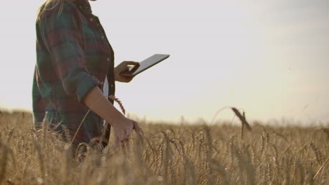 A-woman-farmer-in-a-shirt-and-jeans-goes-with-a-tablet-in-a-field-with-rye-touches-the-spikelets-and-presses-her-finger-on-the-screen-at-sunset.-Dolly-movement