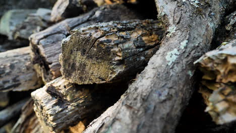 cerca de una pila de madera cortada