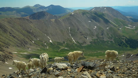 Bergziegen-Natürlicher-Lebensraum-Grau--Und-Torreys-14er-Rocky-Mountains-Gipfel-Colorado-Breckenridge-Landschaft-Sonniger-Sommer-Friedlicher-Blauer-Himmel-Wolken-Rollen-Atemberaubender-Schnee-An-Der-Spitze-Schöner-Morgen-Breit