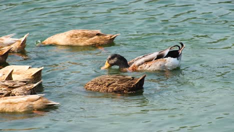 Ballet-Acuático:-Patos-Rouen-Clair-Forrajeando-En-Los-Lagos-De-Bangladesh