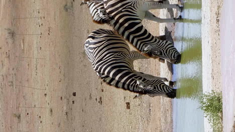 herd of zebras drink from small watering hole, south africa