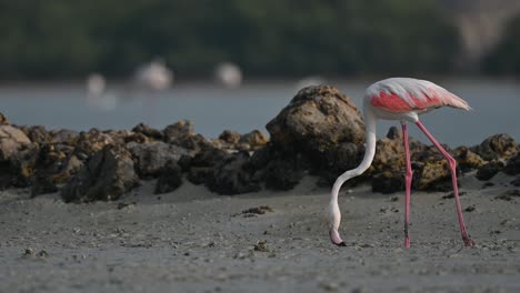 migratory birds greater flamingos wandering in the shallow sea water marsh land at low tide â€“ bahrain